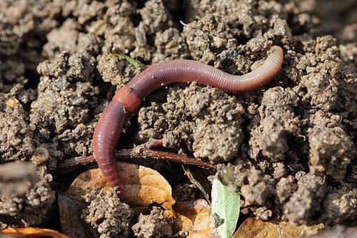 Earthworm in organic garden