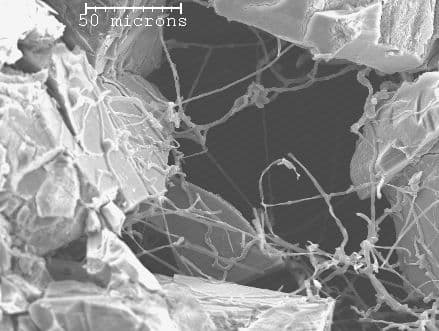 Actinomycetes on a fragment of basalt