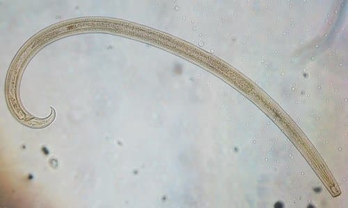 Soil nematode