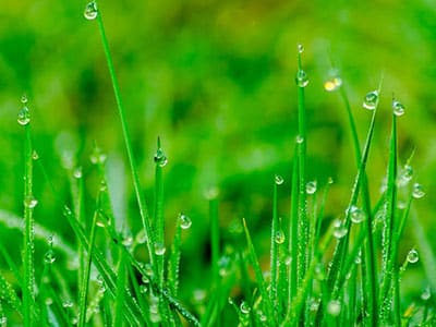 Watering Tips from Nature's Select™ Premium Turf Services, Inc.