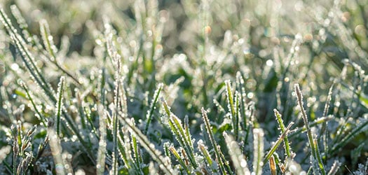 Winter Tips from Nature's Select™ Premium Turf Services, Inc.