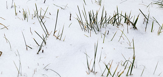 Lawn Care Tips for Heavy Snow in Winston-Salem