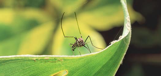 Mosquito and Insect Control in Winston-Salem