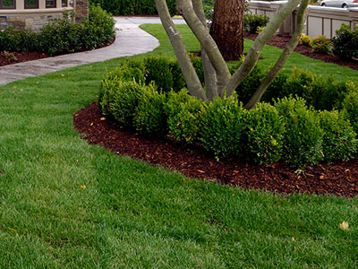 Large Tree and Shrub Insect Pest Control in Winston-Salem