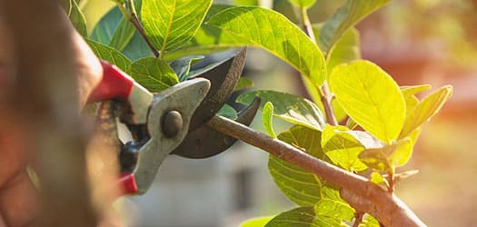 Tree Pruning Tips in Winston-Salem