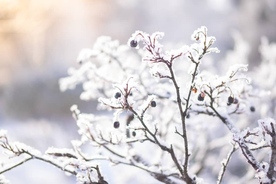 Winter Lawn Care