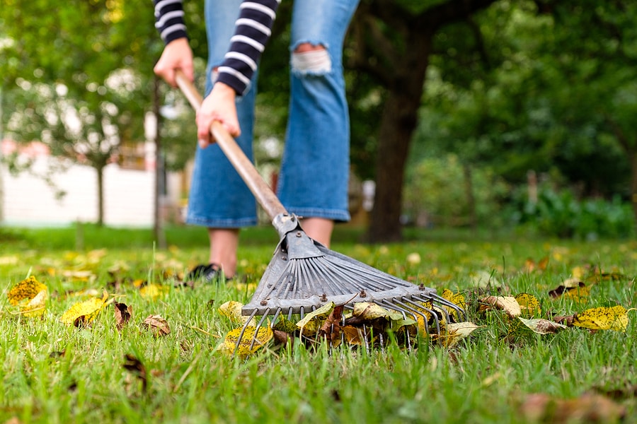 Fall Lawn Care