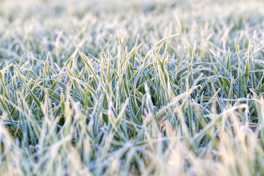 Frost and Its Effect on Your Lawn