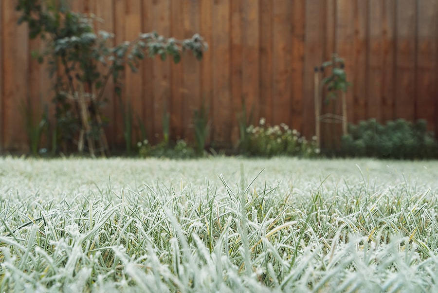 Winter Lawn Care