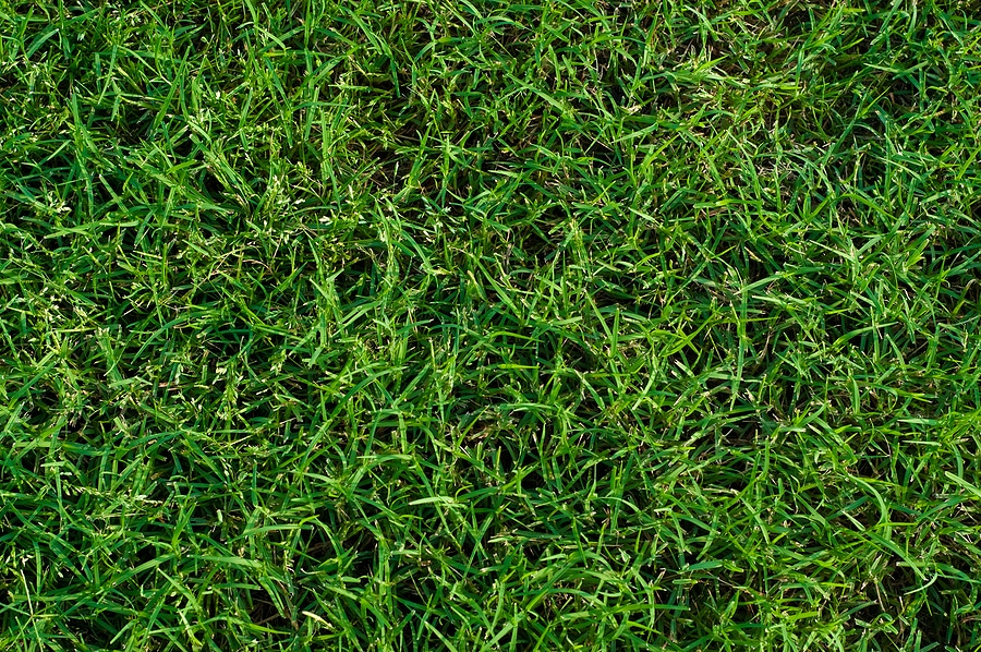 Bermuda Grass and How to Control It