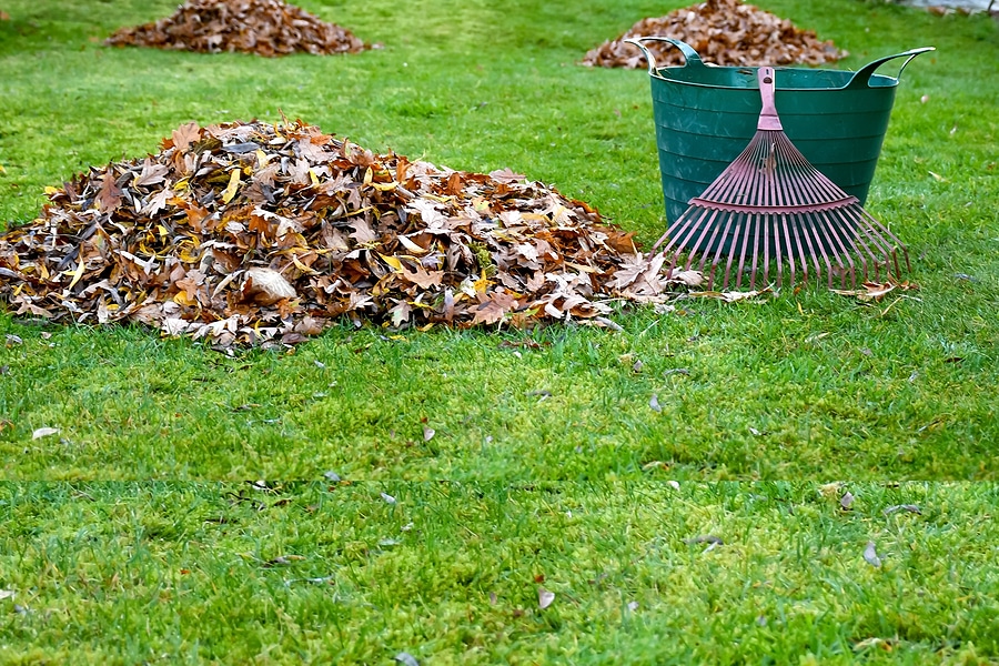 4 Fall Lawn Care Tips | Nature's Select™