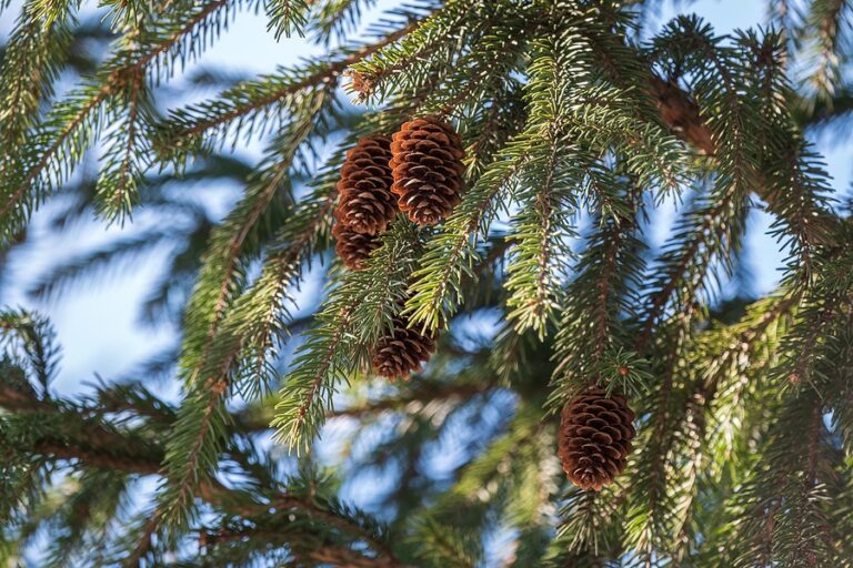 Needle Drop Why Are My Spruce Trees Losing Their Needles?