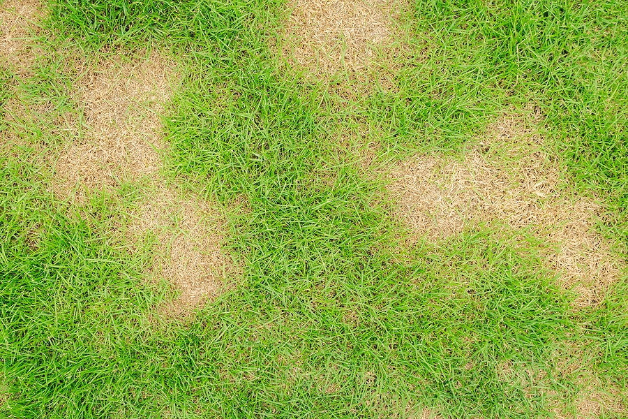 Why Are There Bare Spots on My Lawn?