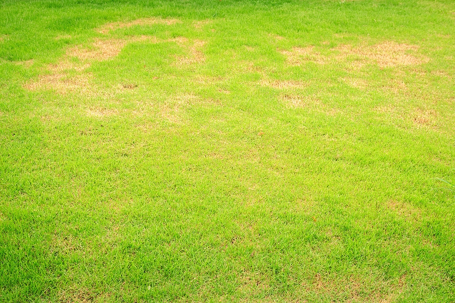 Common Lawn Diseases in North Carolina