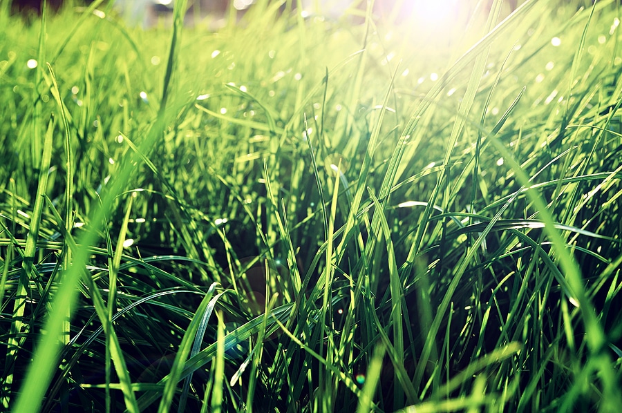 The Benefits of Having a Healthy Lawn
