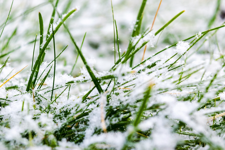 Nurturing Your Lawn Through Winter