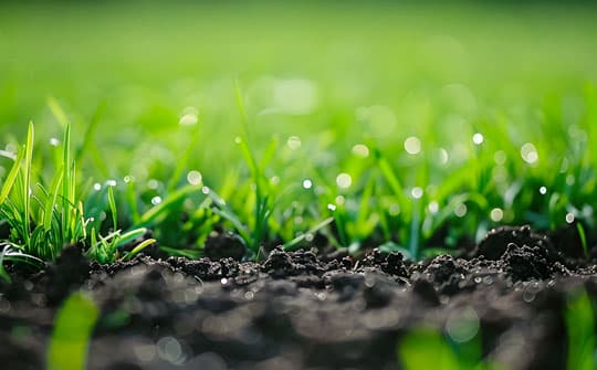 Located in North Carolina, Nature's Select has experience with chinch bugs grass treatments.