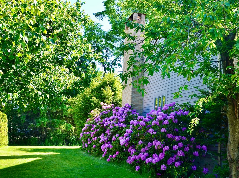 Nature's Select provides tree and shrub insect control in North Carolina.