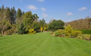 The Benefits of Healthy Shrubs & Trees