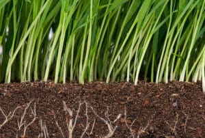 3 Helpful Fungi in Your Lawn
