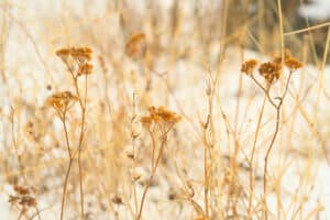 Weeds That Thrive in the Winter
