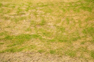 Understanding Brown Patch