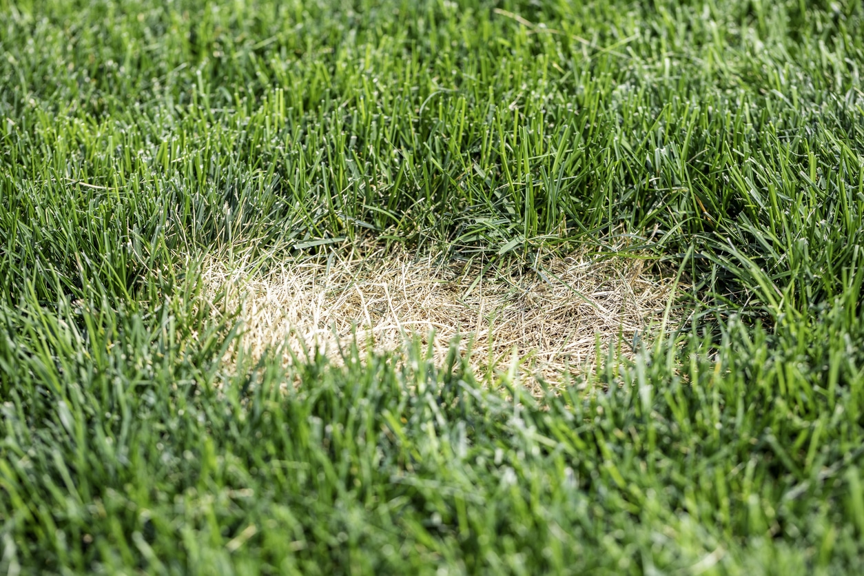 5 Top Lawn Diseases Harming Your Grass