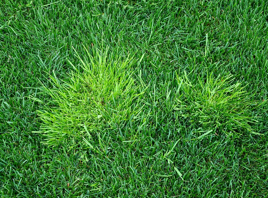 How to Stop Annual Bluegrass for Good