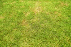 Understanding Pythium Blight