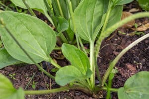 Why Do Plantain Weeds Return?