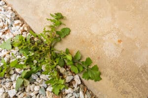 Understanding the Right Time to Stop Broadleaf Weeds