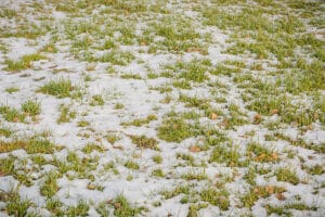 5 Mistakes Homeowners Make During Lawn Dormancy