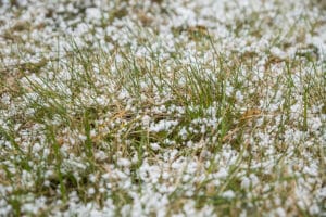 How Freezing Temperatures Impact Soil Biology