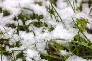 How to Protect Roots from Cold Damage