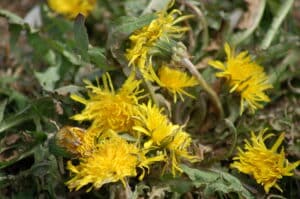 Why You’re Still Seeing Weeds Despite Regular Sprays