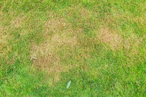 3 Ways to Prevent Spring Dead Spot