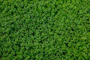 How to Tell if Dichondra is a Weed or Feature