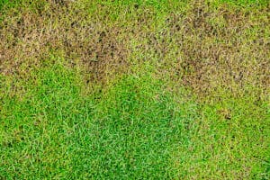 3 Signs of Brown Patch Disease in Your Lawn