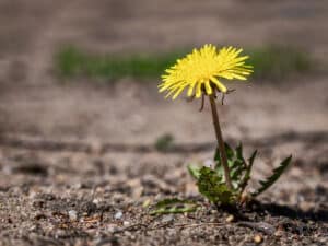 Why Your Lawn Has More Dandelions Than Neighbors