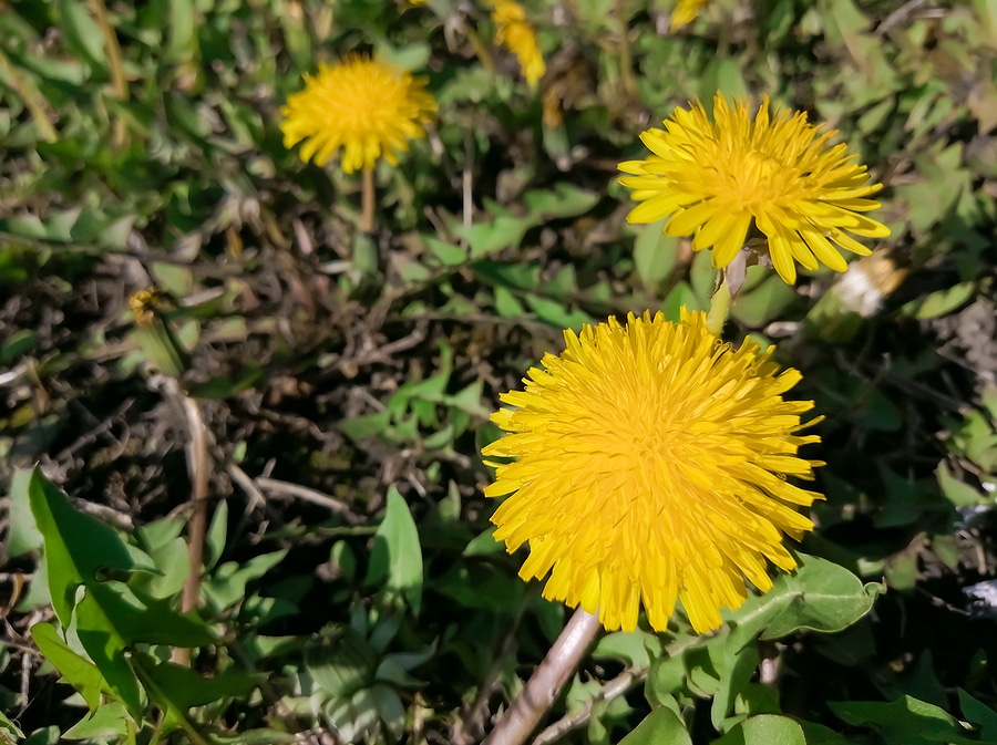 How to Get Rid of Dandelions for Good