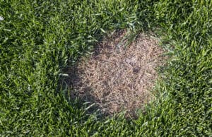 How to Prevent Lawn Disease Before Spring Arrives