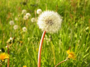 Why Your Weeds Keep Coming Back