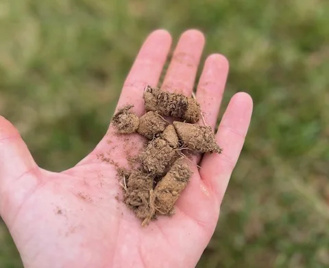 Lawn Aeration and Overseeding Hero