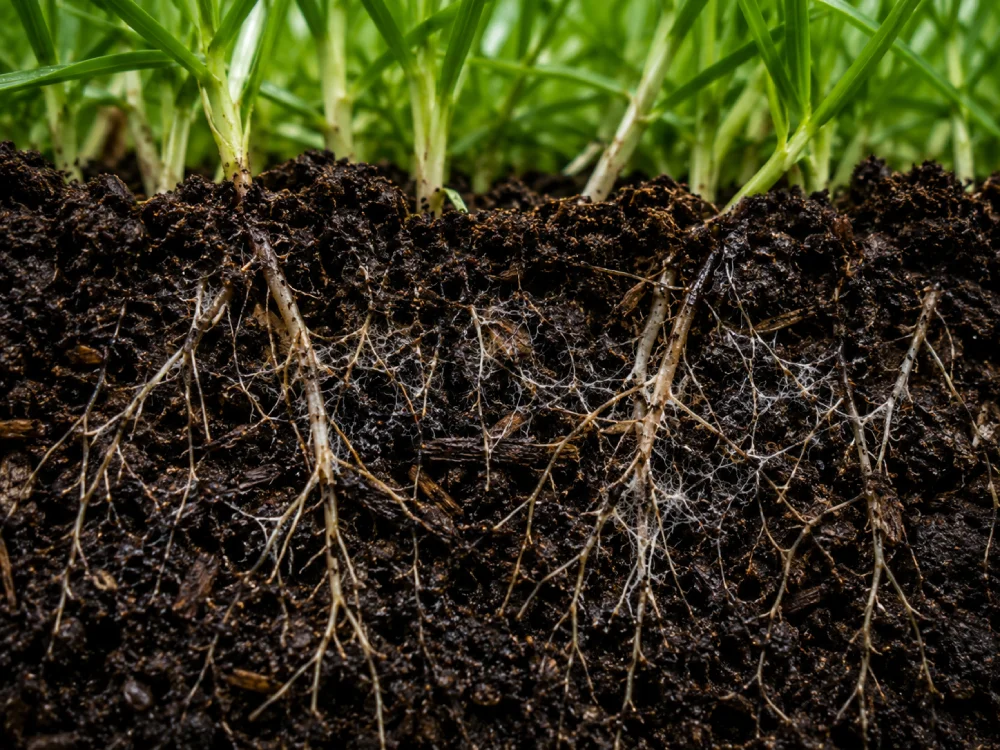Living Soil Organisms
