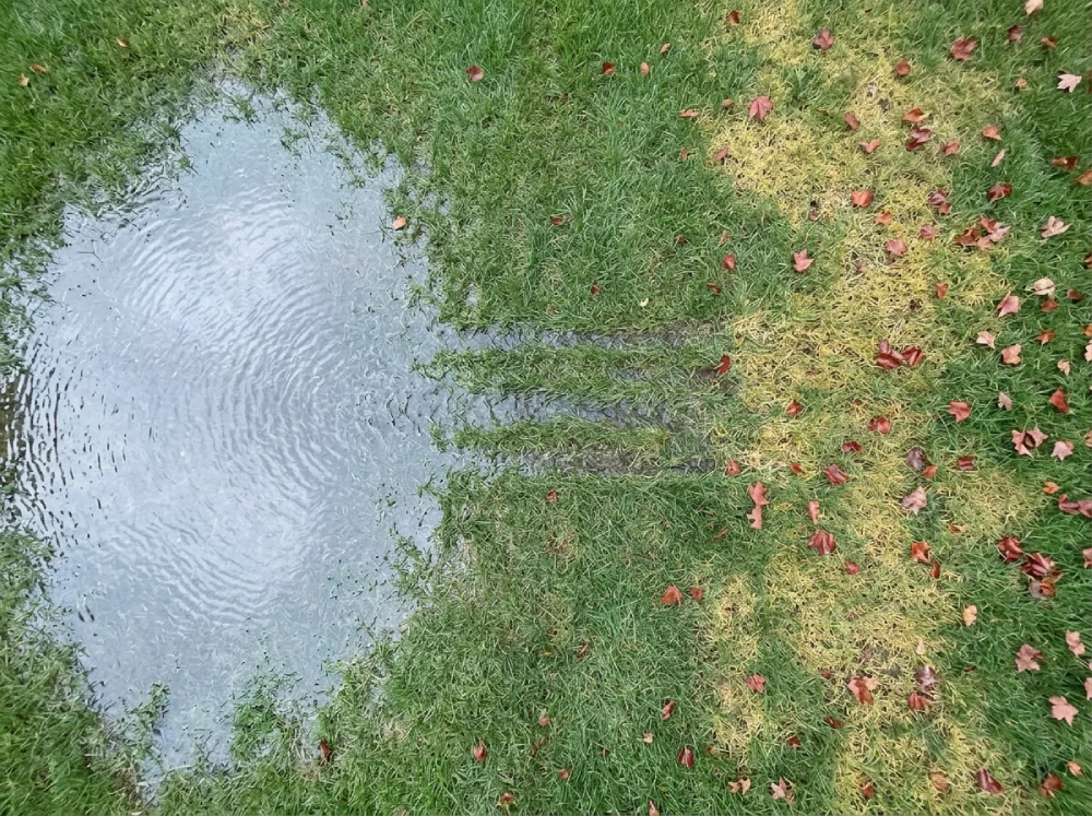 Water pooling on compacted lawn surface after light rain, showing early sign of soil compaction on central North Carolina turf.