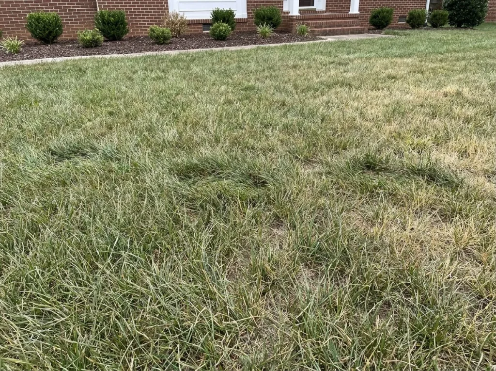 Tall fescue blade close-up showing heat stress leaf roll and blue-gray coloration on North Carolina lawn in summer