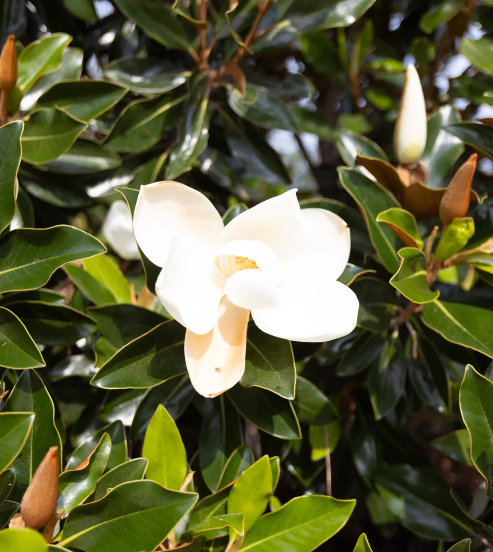 NatureSelect Tree Shrub Care
