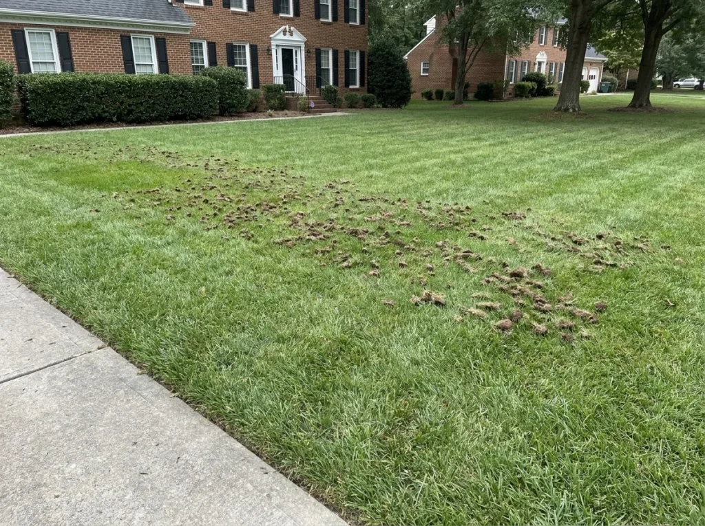 Fresh hollow-tine core aeration plugs on a tall fescue lawn in the Triad during the September fescue overseed window in central North Carolina.