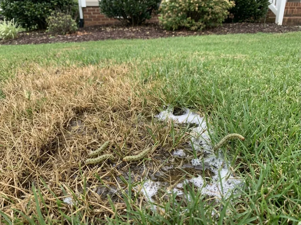 Sod webworm caterpillars surfacing from thatch during a homeowner soap flush test at the edge of a damaged patch on a North Carolina lawn