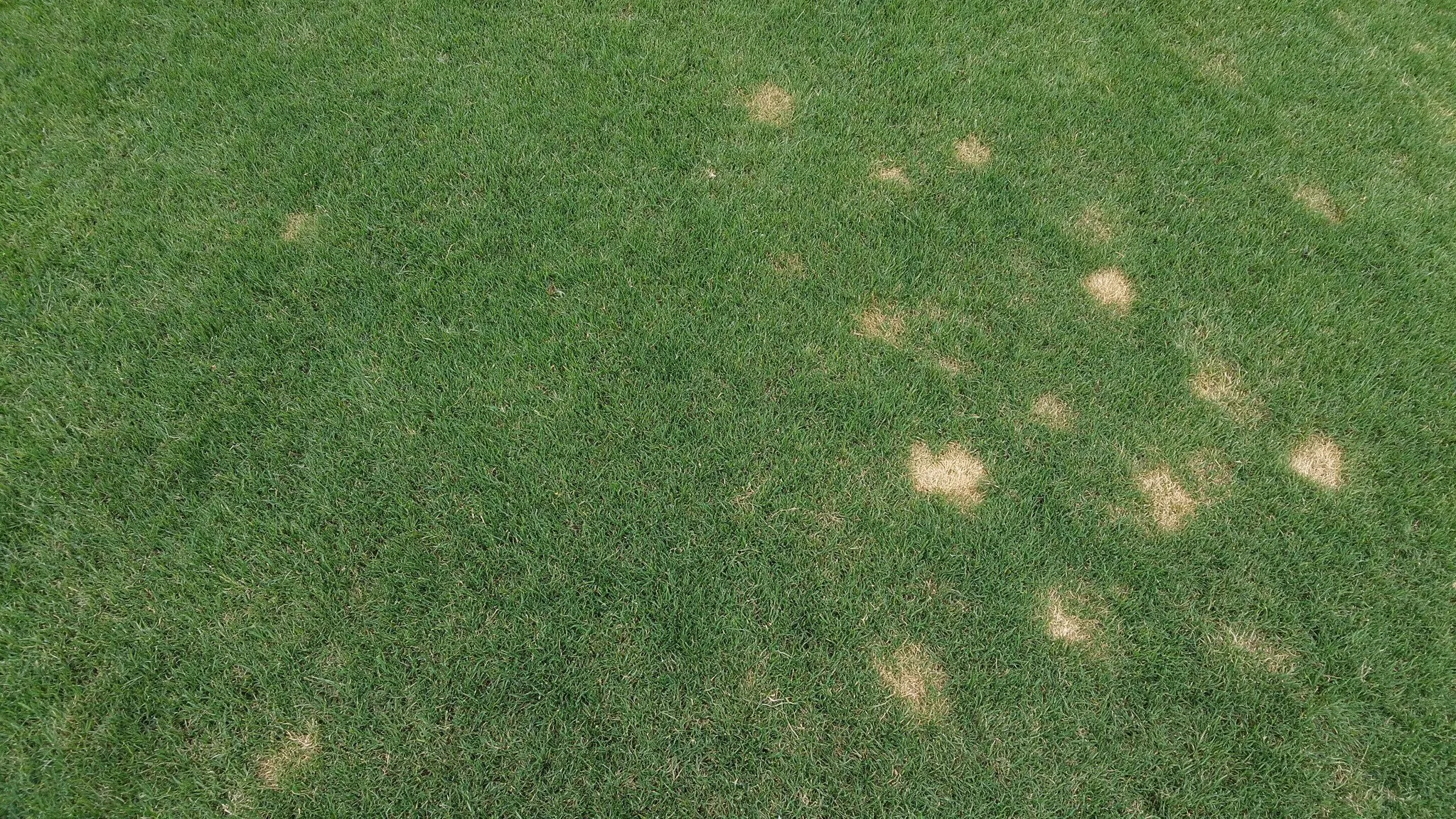Dollar spot lawn disease causing small circular patches of damaged grass